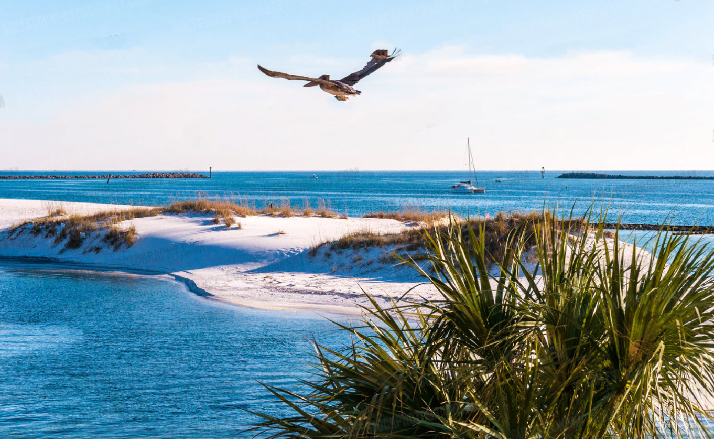 Seabird flying above a dune lake beside the Gulf