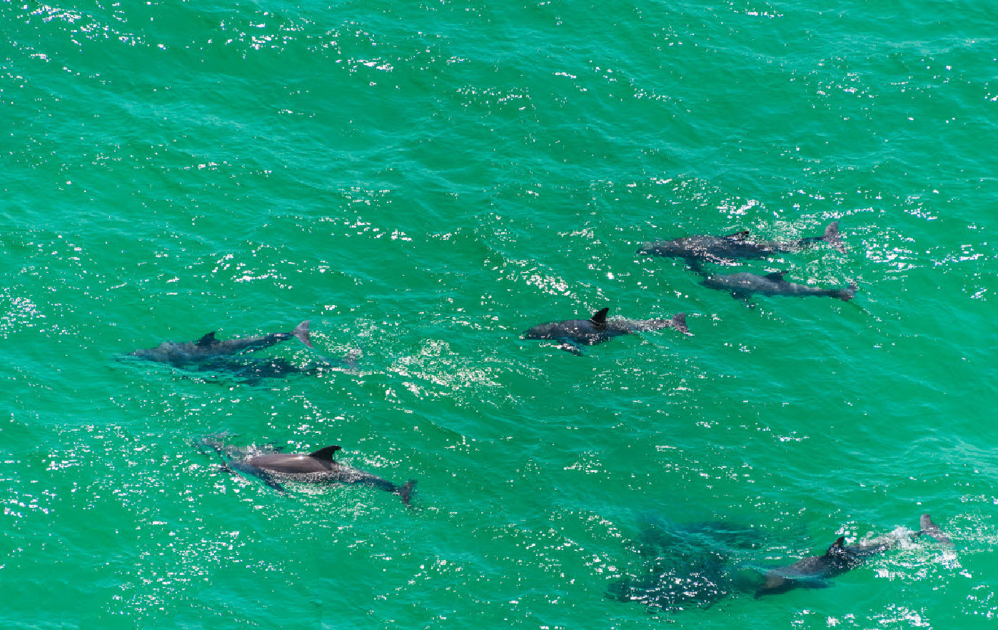 Pod of dolphins swimming through clear green water
