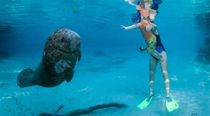Swimmer observing a manatee underwater