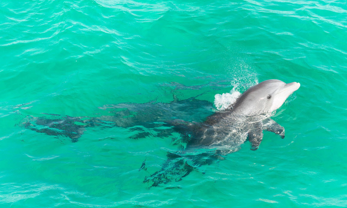 Dolphin swimming just beneath clear emerald water